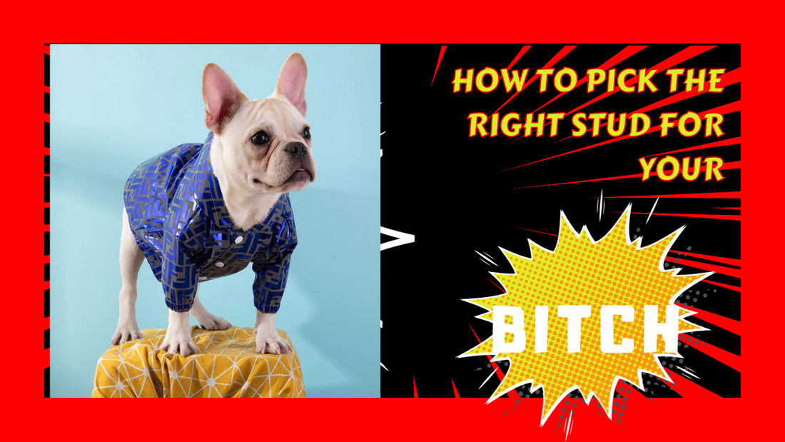 How to Select the Right Stud for Your Brood Bitch