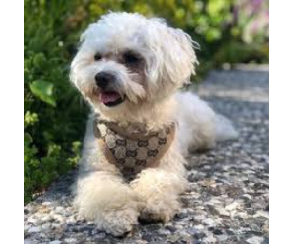 Designer Cat Dog Harness and Leash Set