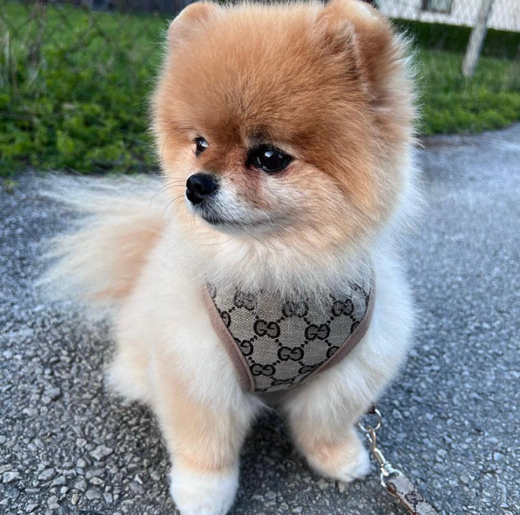 Designer Cat Dog Harness and Leash Set