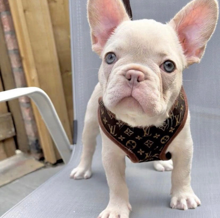 Designer Cat Dog Harness and Leash Set