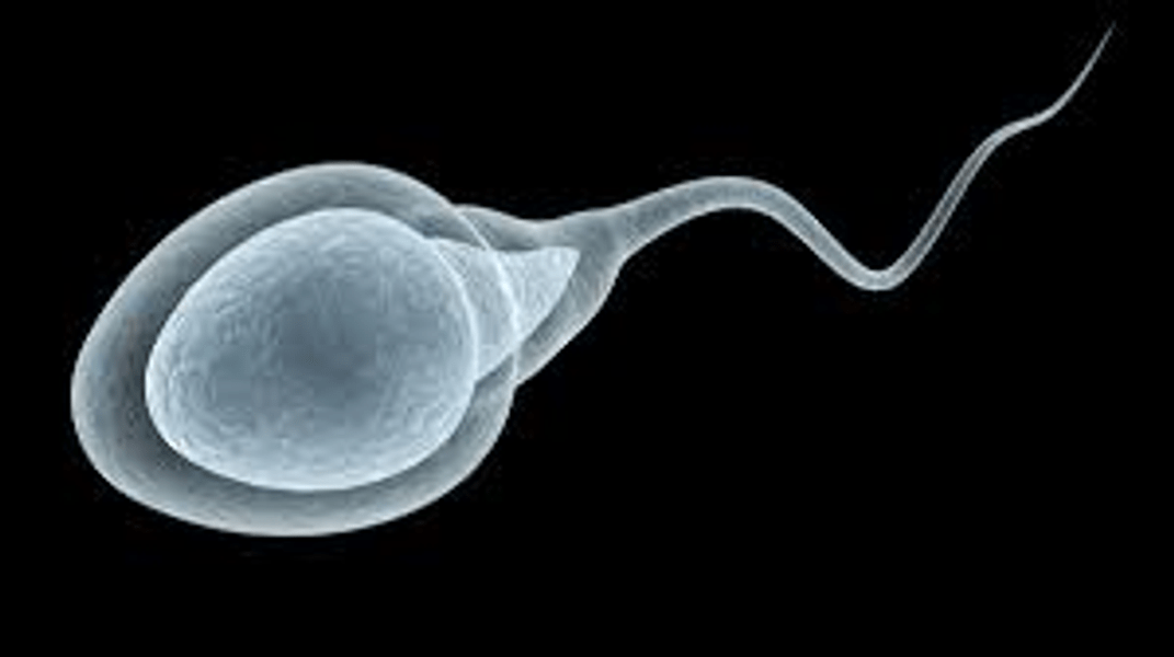 Sperm Increaser Shots