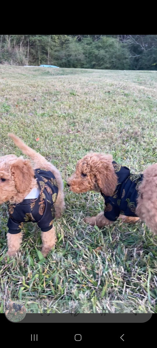 20 Amazing Facts About Goldendoodles