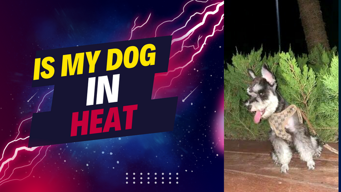 How To Tell If Your Dog Is Into Heat (Estrus)