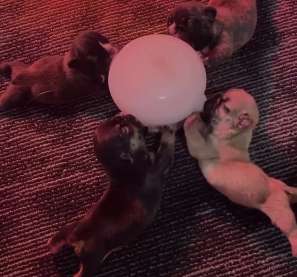 Puppy feeding station