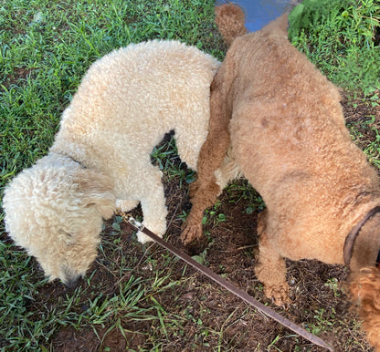 F1bb Goldendoodles