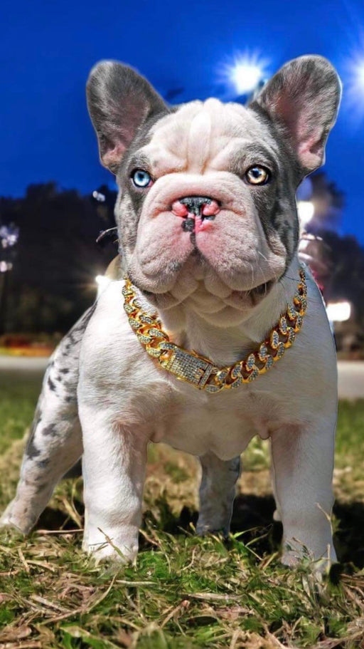 Luxury Rhinestone Dog Chain Necklace Collar
