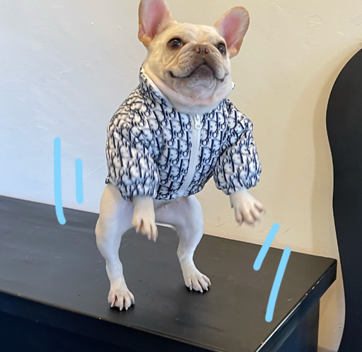 Dior Style Dog jacket