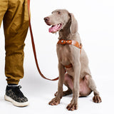 AirTag dog harness with leash