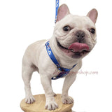 Blue sport strap dog harness and leash set