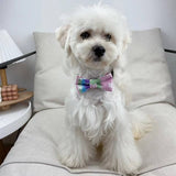 Pastel monogram bow tie dog collar