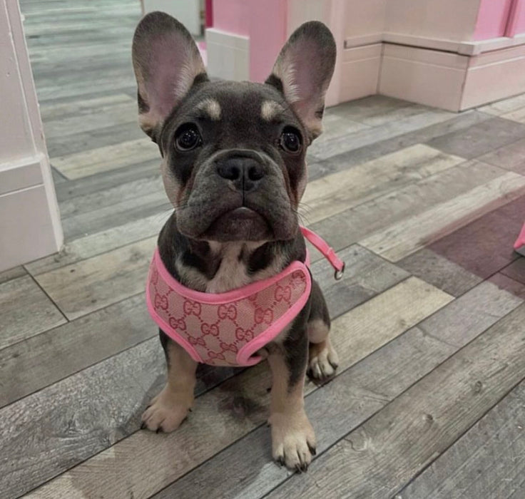 gucci dog harness, pink dog harness