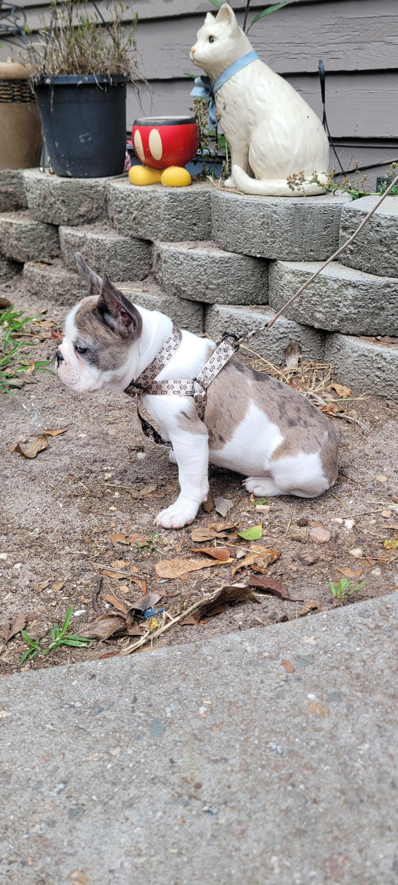 G Designer Dog Collar Leash Sets