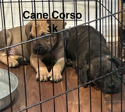 Cane Corsos