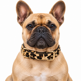 Leopard & Snake Print Adjustable Pet Collar – Gold Hardware