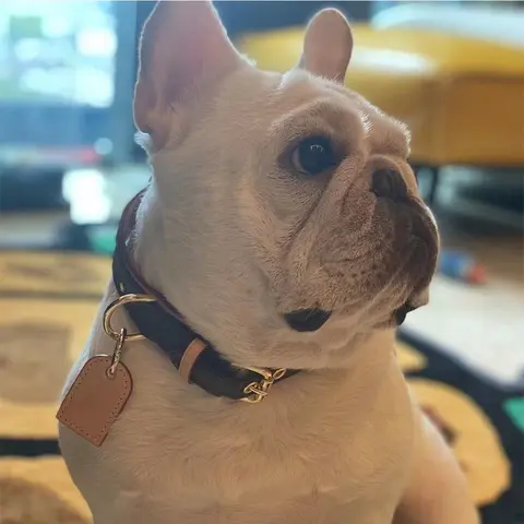 Very High End Collar