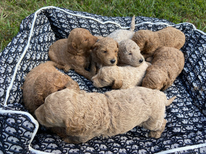 F1bb Goldendoodles