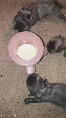 4 nipple silicone puppy feeding station The Natural! 100ml