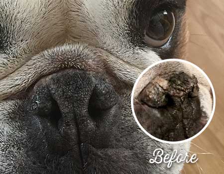 Bully Nose Balm