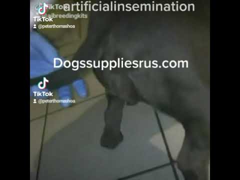 Dog Artificial Tool Veterinary Equipment Insemination